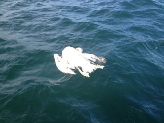 Pelicani morţi, în largul mării la Eforie Nord